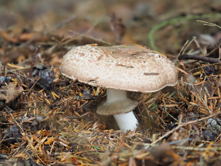 Shaggy Parasol Mushroom in a Meadow, Chlorophyllum rhacodes