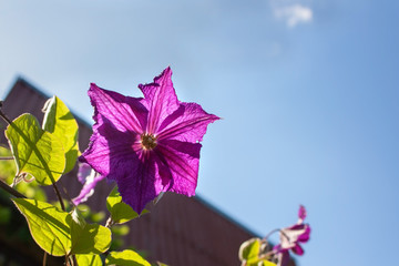 Brightly lilac climatis flower against the blue sky.