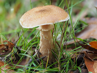Brown Fungi on Woodland Floor