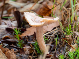 Brown Fungi on Woodland Floor