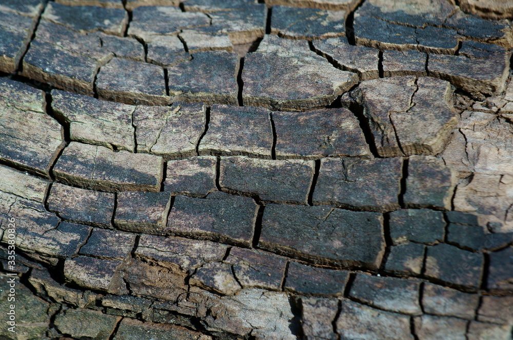 Sticker bark of a tree