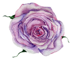 Watercolor illustration of rose flower, for wedding cards, romantic prints, fabrics, textiles and scrapbooking. - 335380824