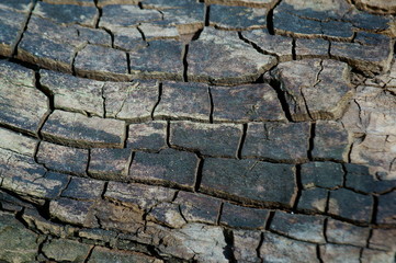 bark of a tree