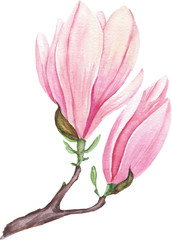 Watercolor illustration of magnolia flowers, for wedding cards, romantic prints, fabrics, textiles and scrapbooking. - 335380847