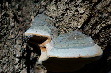 Mushroom on tree bark
