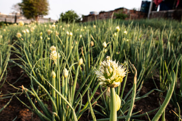 chives dry flower on garden in farm in Brazil