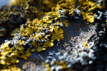 lichen on a rock