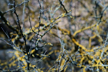 moss on a tree branch