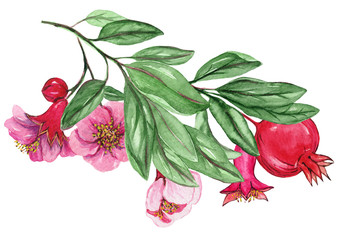 Watercolor illustrations of pomegranate for wedding cards, romantic prints, fabrics, textiles and scrapbooking. - 335381088