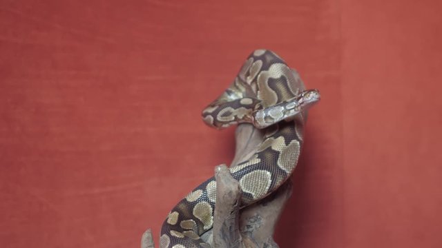 Video with a Python crawling