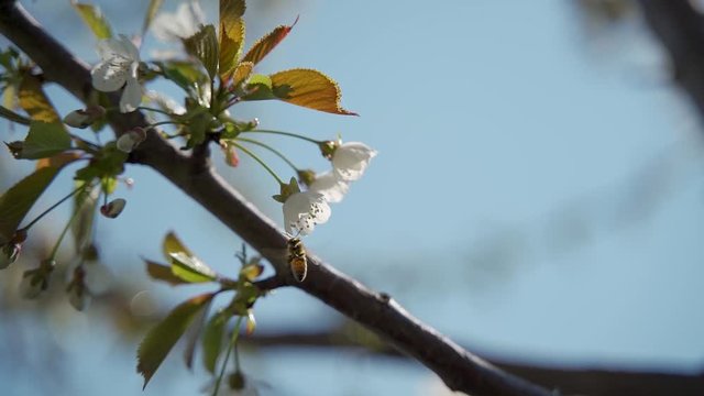 un'ape vola su un fiore di ciliegio per mangiare il nettare e raccogliere il polline in primavera in slowmotion.
