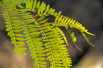 Wild fern