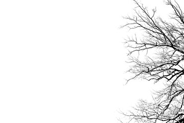 Black and White Tree Branches Backdrop