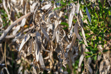 Dry tree seed on the branch