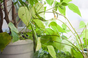 green beans plant on a window
