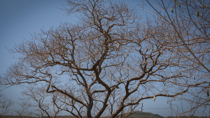 Arbor seco