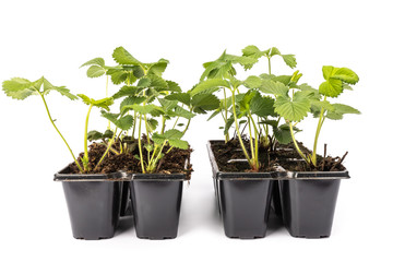 young strawberry plants in pots on white background