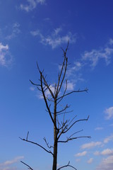 dead tree against blue sky