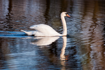 Fototapeta premium white swan on the lake in early spring