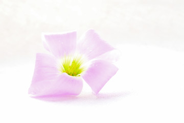 Oxalis Blossom