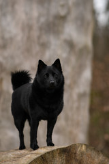 portrait of a black dog Schipperke