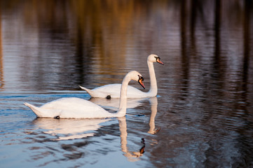 two white swans on a lake in early spring