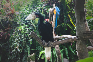 Black Whreated Hornbill bird on a branch