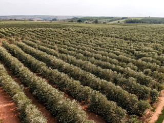 aerial view of a flowered coffee plantation in the state of Sao Paulo, Brazil