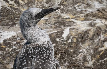 Young gannet closeup made in gannet colony in Muriway near Auckland, New Zealand