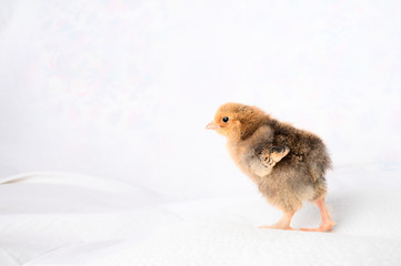 Maya the Buff Brahma chick