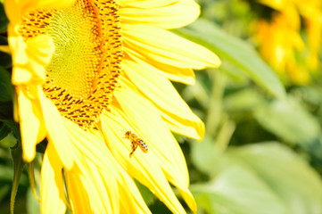 Flying honeybee collecting nectar and pollen on flowering sunflower in the field of sunflowers