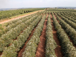 aerial view of a flowered coffee plantation in the state of Sao Paulo, Brazil