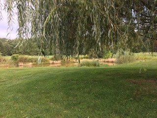 Fototapeta premium grass and trees