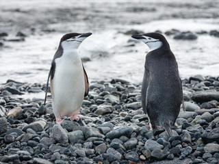 Fototapeta na wymiar two penguins Chinstrap on the stone beach