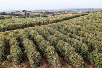 Fototapeta premium aerial view of a flowered coffee plantation in the state of Sao Paulo, Brazil