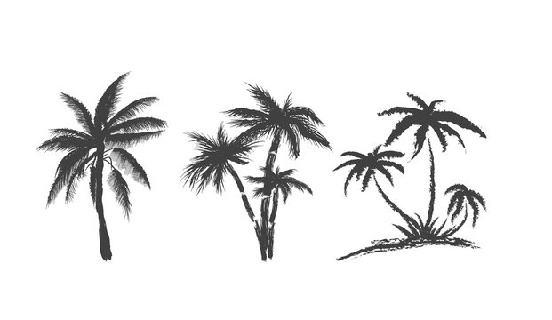Set of palms trees on isolated on white background. Silhouettes coconut trees. Hand drawn