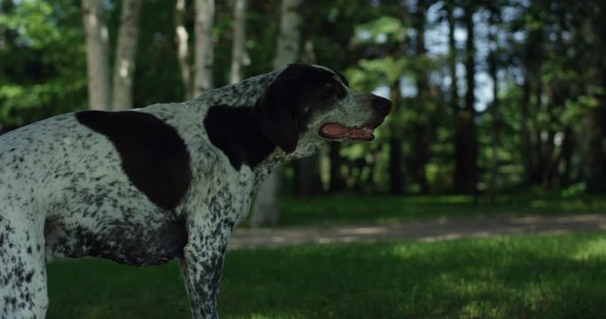 Older dog walking on outdoor path in spring looks off into distance