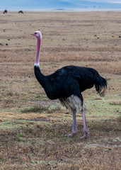 Ostrich in safari, Tanzania
