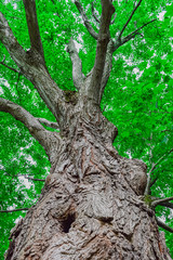 Naklejka premium Tall Tree with Bumpy Bark and Trunk Hole