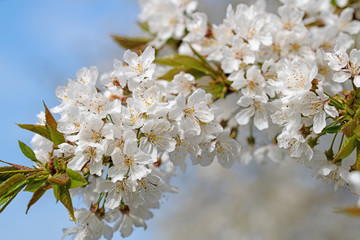 Blühender Kirschbaum,Prunus avium, im Frühling