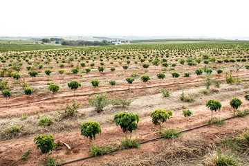 View of coffee seedlings being irrigated in the drip system