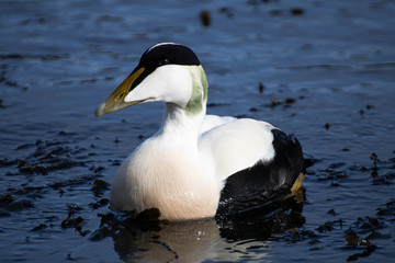 white duck swimming in the water