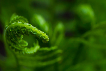 Fern in the spring. Green abstract floral background. Leaves and shoots of fern. A fragment of a plant. Macro photo.
