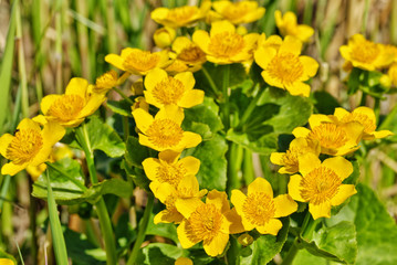 Caltha palustris-marsh plant with yellow petals.