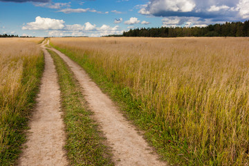 A gravel road going through the flowering meadow
