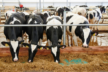 Cow Milk Industrial Automated Farm. Cows in the paddock with tags on the ears eat hay and rest