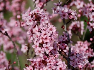 Pink plum blossoms