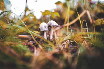 mushroom in the forest