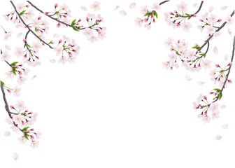 Obraz na płótnie Canvas Branches of cherry on the white background.