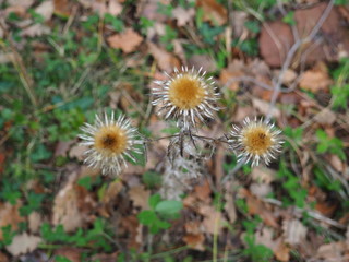 flores como soles, de color marron, amarilla y gris,  de tallo alto y delgado, prades, tarragona, españa, europa